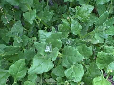 how to harvest new zealand spinach