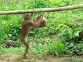 Working Monkey Koh Samui Thailand