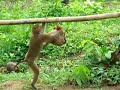 Working Monkey Koh Samui Thailand