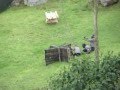Kobra paint ball batallas 1