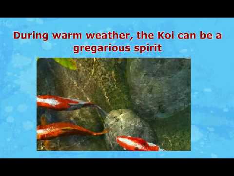 how to care koi fish