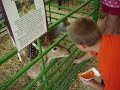 My son at the fair,july 2008.