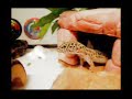 leopard-gecko-video-tired-and-sleepy.html