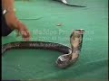 Asia Side Show Village Snake Charmers
