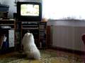 Japanese Spitz Jusuke 9 - TV