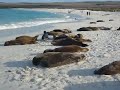 sea lion city
