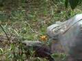 Galapagos and its giant tortoises