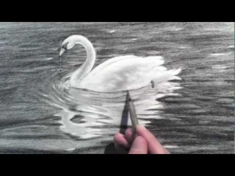 how to draw swan