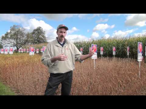 how to grow soybeans
