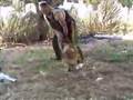 Pastor Belga Malinois video