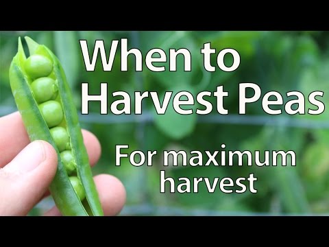 video-linktoworks-When to Harvest Peas