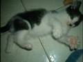 Boci cica