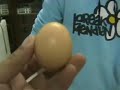 Projecto de cultivo de Pleurotus ostreatus desenvolvido nas aulas de Biologia dos Cursos de Produção Agrária e Jardinagem da Escola Profissional de Agricultura e Desenvolvimento Rural de Ponte de Lima. (Oyster Mushroom Prodution Project)