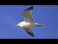 Seagull Sounds at the Ocean