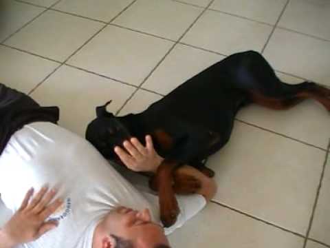 DOBERMANN