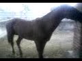 CABALLO ALAZAN
