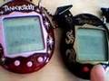 Two Tamagotchi Connexion V5 - Connecting