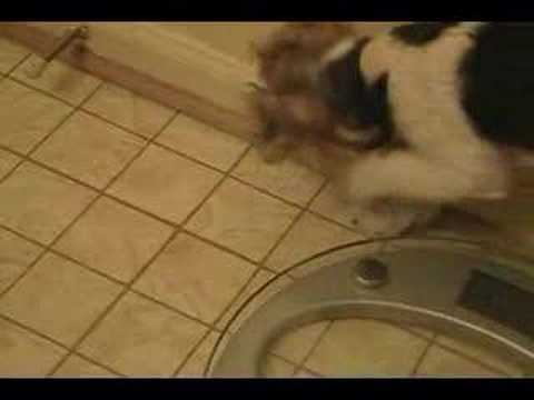 Cara and the Door Stop (Wire Fox ...