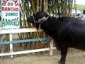 bufalo treinado