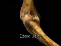 Anatomia. Codo