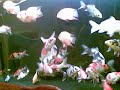 Arowana Koi Shiro Utsuri ?? ?? ?? tank 4 Arowana Koi Shiro Utsuri ?? ?? ?? tank 4