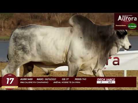 4� De Olho na Fazenda - NELORE AURORA participa��o Chico Paulic�ia