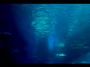 Rays at the Shinagawa aquarium