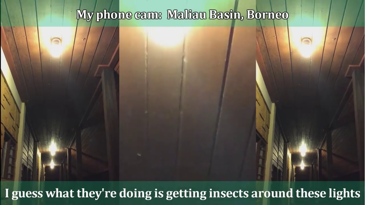 Bats in Borneo