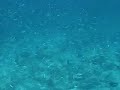 Snorkeling