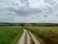 Skylarks singing, the Ridgeway, near Silbury Hill