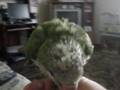 videos de Baby Quaker Parrot