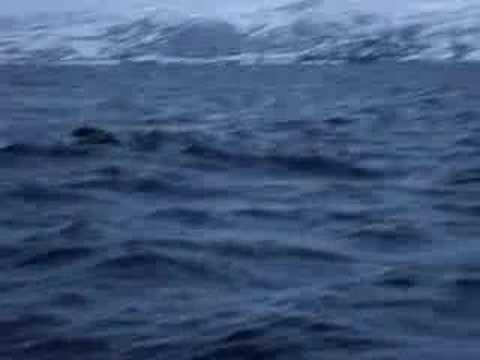 0 Avistamiento de las orcas en Noruega