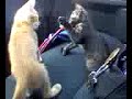 Kong Fu Kitties