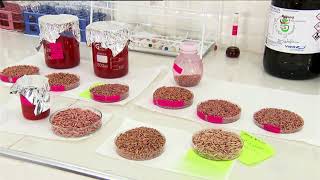 أولاد جلال - بيئة | تصنيع مبيدات صديقة للبيئة