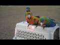See Video