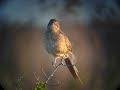 Cape Grassbird