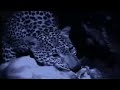 videos de BBC: Leopard Domain - Elephant Cave
