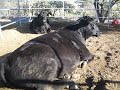 The Black Angus Steers (BEEF)