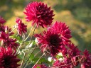 Dahlia Gardens p1/ Dahliengarten Hamburg, Germany. 25.10.2008. The last sunny day of the season.