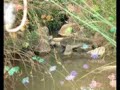 souk-ahras nature (machroha) ??? ?????