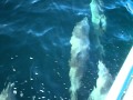 DAUPHINS DE BEQUIA