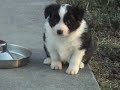 5 week old Border Collie Puppies