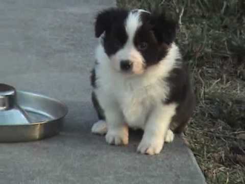 how to care for a 5 wk old puppy