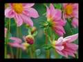 Grupo Braho -Primavera-