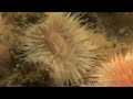 North Sea clip - Cnidaria: anamone, seastar crab, hydroids North Sea clip - Cnidaria: anamone, seastar crab, hydroids