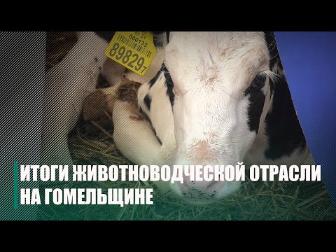 На Гомельщине проанализировали итоги работы животноводческой отрасли в первом полугодии видео