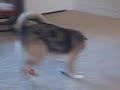 Reggie the Shark Dog Playing Soccer!