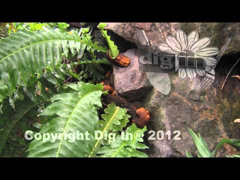how to plant a rabbit foot fern