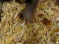 videos de The Fruffies