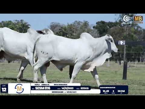 2� DE OLHO NA FAZENDA NELORE SESMARIAS